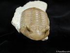 Very D Inch Asaphus Punctatus Trilobite #460-3